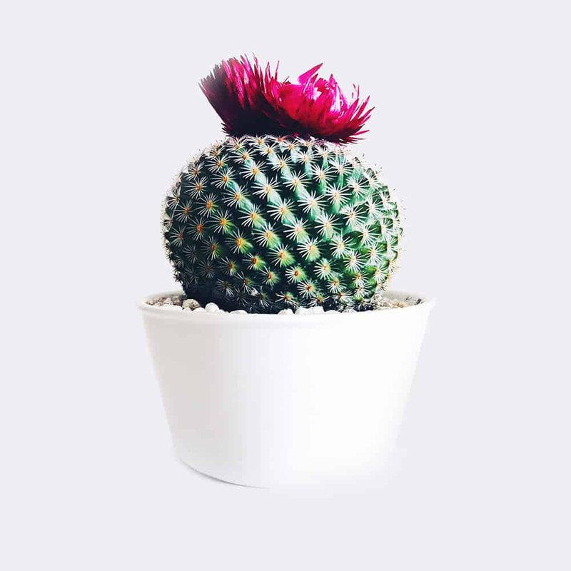 Old Lady Cactus - Image 1